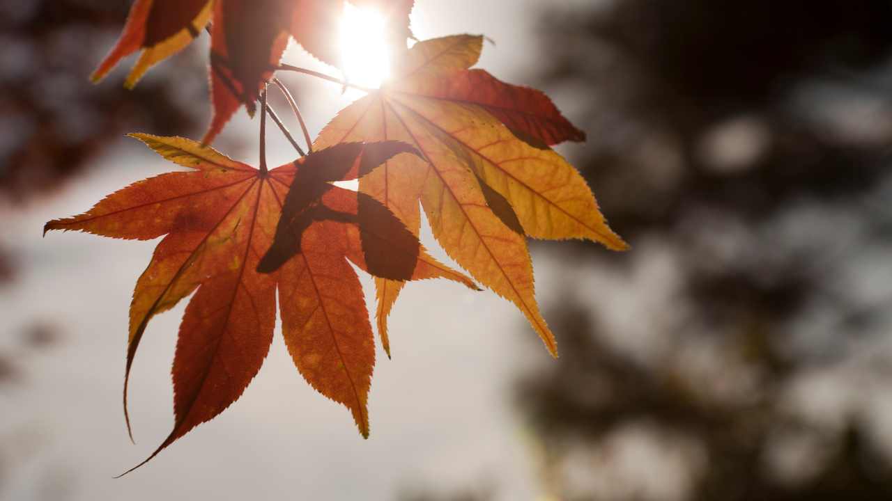 Welke voedingsstoffen heeft je lichaam nodig in de herfst?